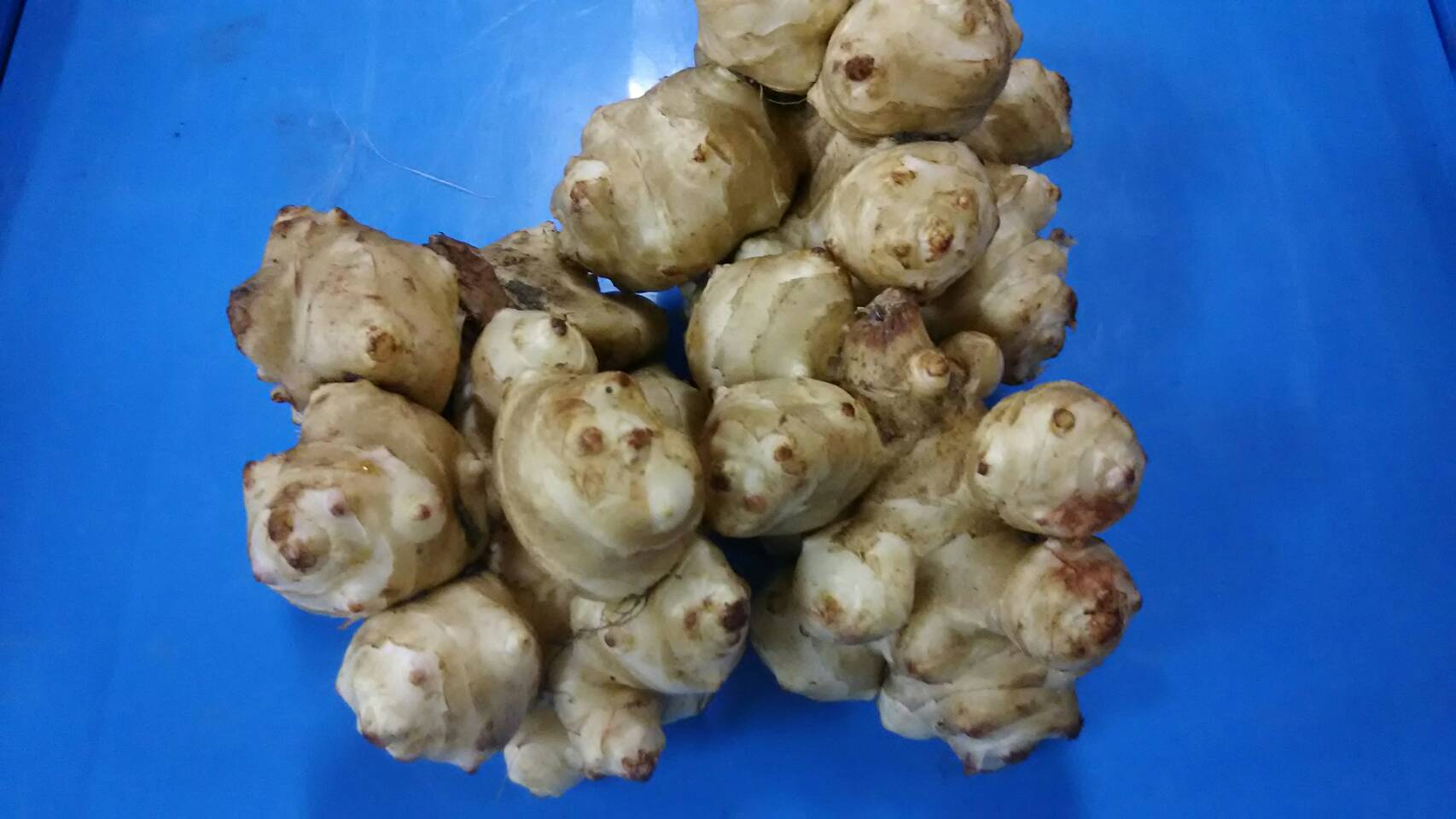 トピナンブール(菊芋) の画像